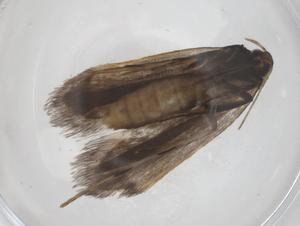  ( - CBG-A58108-A09)  @11 [ ] CreativeCommons - Attribution Share - Alike (2024) Centre for Biodiversity Genomics Centre for Biodiversity Genomics