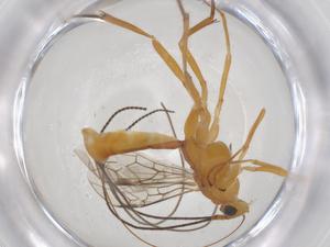  ( - CBG-A58109-D05)  @11 [ ] CreativeCommons - Attribution Share - Alike (2024) Centre for Biodiversity Genomics Centre for Biodiversity Genomics