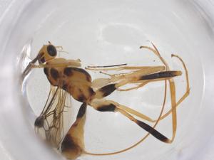  ( - CBG-A58304-C03)  @11 [ ] CreativeCommons - Attribution Share - Alike (2024) Centre for Biodiversity Genomics Centre for Biodiversity Genomics