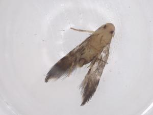  ( - CBG-A58306-B08)  @11 [ ] CreativeCommons - Attribution Share - Alike (2024) Centre for Biodiversity Genomics Centre for Biodiversity Genomics