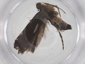  ( - CBG-A58324-E08)  @11 [ ] CreativeCommons - Attribution Share - Alike (2024) Centre for Biodiversity Genomics Centre for Biodiversity Genomics