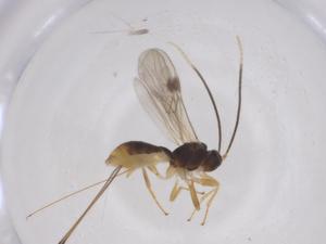  ( - CBG-A58326-C10)  @11 [ ] CreativeCommons - Attribution Share - Alike (2024) Centre for Biodiversity Genomics Centre for Biodiversity Genomics