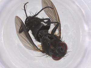  (Lixophaga Janzen5458 - CBG-A58346-C11)  @11 [ ] CreativeCommons - Attribution Share - Alike (2024) Centre for Biodiversity Genomics Centre for Biodiversity Genomics