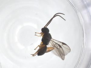  ( - CBG-A58350-A12)  @11 [ ] CreativeCommons - Attribution Share - Alike (2024) Centre for Biodiversity Genomics Centre for Biodiversity Genomics