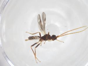  ( - CBG-A58350-G03)  @11 [ ] CreativeCommons - Attribution Share - Alike (2024) Centre for Biodiversity Genomics Centre for Biodiversity Genomics