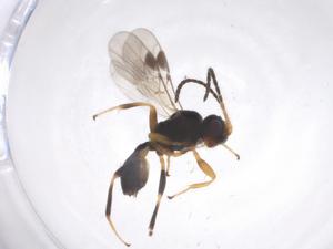  ( - CBG-A58353-D12)  @11 [ ] CreativeCommons - Attribution Share - Alike (2024) Centre for Biodiversity Genomics Centre for Biodiversity Genomics