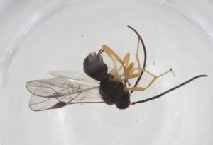  ( - CBG-A58375-B02)  @11 [ ] CreativeCommons - Attribution Share - Alike (2024) Centre for Biodiversity Genomics Centre for Biodiversity Genomics