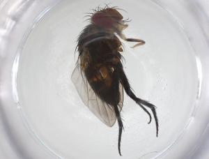  (Actia Janzen31 - CBG-A58375-B12)  @11 [ ] CreativeCommons - Attribution Share - Alike (2024) Centre for Biodiversity Genomics Centre for Biodiversity Genomics