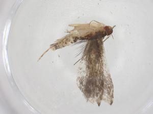  (gelMalaise01 Malaise4965 - CBG-A58375-C02)  @11 [ ] CreativeCommons - Attribution Share - Alike (2024) Centre for Biodiversity Genomics Centre for Biodiversity Genomics