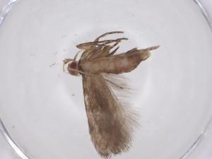  (geleBioLep01 BioLep4953 - CBG-A58376-E06)  @11 [ ] CreativeCommons - Attribution Share - Alike (2024) Centre for Biodiversity Genomics Centre for Biodiversity Genomics