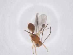  ( - CBG-A58378-E08)  @11 [ ] CreativeCommons - Attribution Share - Alike (2024) Centre for Biodiversity Genomics Centre for Biodiversity Genomics