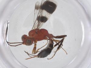  ( - CBG-A58379-C11)  @11 [ ] CreativeCommons - Attribution Share - Alike (2024) Centre for Biodiversity Genomics Centre for Biodiversity Genomics