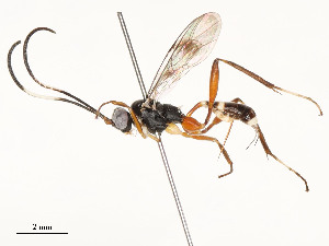  ( - CBG-A58577-F04)  @11 [ ] CreativeCommons - Attribution Share - Alike (2024) CBG Photography Group Centre for Biodiversity Genomics