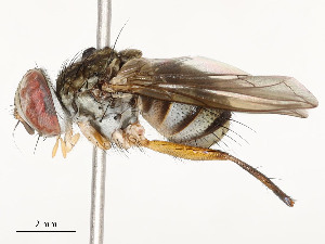  ( - CBG-A58578-A08)  @11 [ ] CreativeCommons - Attribution Share - Alike (2024) CBG Photography Group Centre for Biodiversity Genomics