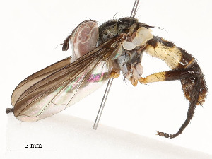  ( - CBG-A58578-B02)  @11 [ ] CreativeCommons - Attribution Share - Alike (2024) CBG Photography Group Centre for Biodiversity Genomics