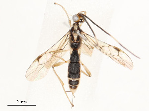  ( - CBG-A58578-F01)  @11 [ ] CreativeCommons - Attribution Share - Alike (2024) CBG Photography Group Centre for Biodiversity Genomics