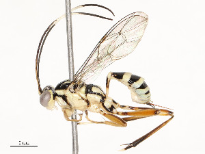  ( - CBG-A58580-H01)  @11 [ ] CreativeCommons - Attribution Share - Alike (2024) CBG Photography Group Centre for Biodiversity Genomics