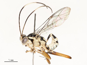  ( - CBG-A58580-H04)  @11 [ ] CreativeCommons - Attribution Share - Alike (2024) CBG Photography Group Centre for Biodiversity Genomics