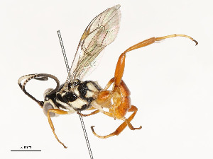  ( - CBG-A58581-A01)  @11 [ ] CreativeCommons - Attribution Share - Alike (2024) CBG Photography Group Centre for Biodiversity Genomics