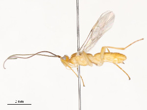  ( - CBG-A58581-A11)  @11 [ ] CreativeCommons - Attribution Share - Alike (2024) CBG Photography Group Centre for Biodiversity Genomics