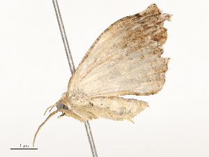  ( - CBG-A58581-C07)  @11 [ ] CreativeCommons - Attribution Share - Alike (2024) CBG Photography Group Centre for Biodiversity Genomics