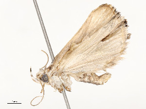  ( - CBG-A58581-C11)  @11 [ ] CreativeCommons - Attribution Share - Alike (2024) CBG Photography Group Centre for Biodiversity Genomics