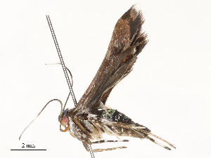  ( - CBG-A58581-E08)  @11 [ ] CreativeCommons - Attribution Share - Alike (2024) CBG Photography Group Centre for Biodiversity Genomics