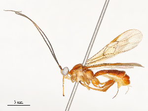  ( - CBG-A58585-A11)  @11 [ ] CreativeCommons - Attribution Share - Alike (2024) CBG Photography Group Centre for Biodiversity Genomics