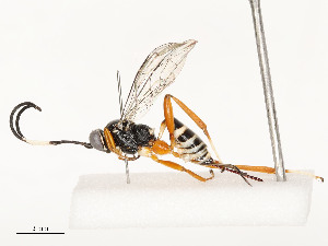  ( - CBG-A58586-B11)  @11 [ ] CreativeCommons - Attribution Share - Alike (2024) CBG Photography Group Centre for Biodiversity Genomics