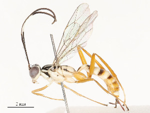  ( - CBG-A58586-C02)  @11 [ ] CreativeCommons - Attribution Share - Alike (2024) CBG Photography Group Centre for Biodiversity Genomics