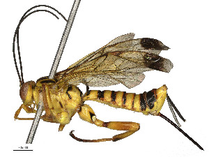  ( - CBG-A58586-E02)  @11 [ ] CreativeCommons - Attribution (2024) CBG Photography Group Centre for Biodiversity Genomics