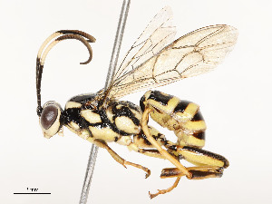  ( - CBG-A58586-G02)  @11 [ ] CreativeCommons - Attribution Share - Alike (2024) CBG Photography Group Centre for Biodiversity Genomics