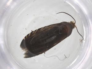  ( - CBG-A58975-H07)  @11 [ ] CreativeCommons - Attribution Share - Alike (2024) Centre for Biodiversity Genomics Centre for Biodiversity Genomics