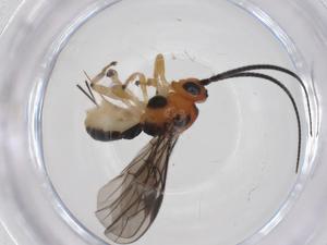  ( - CBG-A58976-D03)  @11 [ ] CreativeCommons - Attribution Share - Alike (2024) Centre for Biodiversity Genomics Centre for Biodiversity Genomics