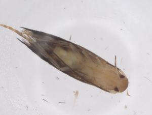  ( - CBG-A58978-B07)  @11 [ ] CreativeCommons - Attribution Share - Alike (2024) Centre for Biodiversity Genomics Centre for Biodiversity Genomics