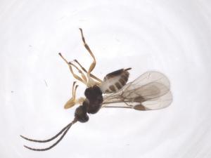  ( - CBG-A58978-H09)  @11 [ ] CreativeCommons - Attribution Share - Alike (2024) Centre for Biodiversity Genomics Centre for Biodiversity Genomics