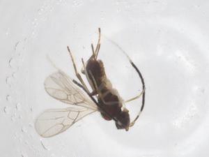  ( - CBG-A58983-G06)  @11 [ ] CreativeCommons - Attribution Share - Alike (2024) Centre for Biodiversity Genomics Centre for Biodiversity Genomics