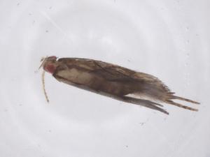  ( - CBG-A59000-C08)  @11 [ ] CreativeCommons - Attribution Share - Alike (2024) Centre for Biodiversity Genomics Centre for Biodiversity Genomics