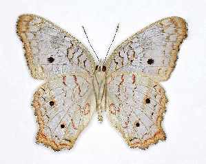  (Anartia jatrophae jatrophae - RMNH.INS.1735937)  @11 [ ] CreativeCommons - Attribution Share-Alike (2025) Hajo Gernaat Naturalis Biodiversity Center