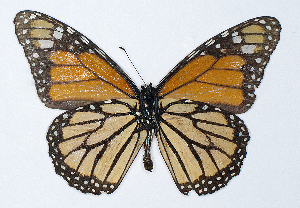 (Danaus plexippus megalippe - RMNH.INS.1735938)  @11 [ ] CreativeCommons - Attribution Share-Alike (2025) Hajo Gernaat Naturalis Biodiversity Center