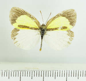  (Eurema elathea - RMNH.INS.1536753)  @11 [ ] CreativeCommons  Attribution (by) (2024) Unspecified Naturalis Biodiversity Center