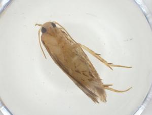  ( - CBG-A33766-G06)  @11 [ ] CreativeCommons - Attribution Share - Alike (2024) Centre for Biodiversity Genomics Centre for Biodiversity Genomics