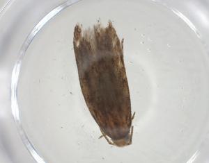  ( - CBG-A34149-G09)  @11 [ ] CreativeCommons - Attribution Share - Alike (2024) Centre for Biodiversity Genomics Centre for Biodiversity Genomics