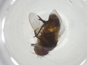  (Siphona Malaise7035 - CBG-A34149-G10)  @11 [ ] CreativeCommons - Attribution Share - Alike (2024) Centre for Biodiversity Genomics Centre for Biodiversity Genomics