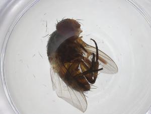  (Siphona Malaise1694 - CBG-A34151-H01)  @11 [ ] CreativeCommons - Attribution Share - Alike (2024) Centre for Biodiversity Genomics Centre for Biodiversity Genomics