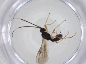  ( - CBG-A34183-F05)  @11 [ ] CreativeCommons - Attribution Share - Alike (2024) Centre for Biodiversity Genomics Centre for Biodiversity Genomics