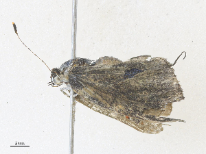  (Apamea Malaise5701 - CBG-A34308-B10)  @11 [ ] CreativeCommons - Attribution Share - Alike (2024) CBG Photography Group Centre for Biodiversity Genomics