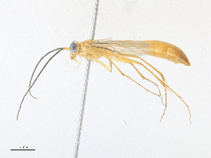  ( - CBG-A34308-G12)  @11 [ ] CreativeCommons - Attribution Share - Alike (2024) CBG Photography Group Centre for Biodiversity Genomics