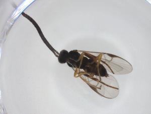  (Dolichogenidea tristanpalolai - CBG-A34455-G07)  @11 [ ] CreativeCommons - Attribution Share - Alike (2024) Centre for Biodiversity Genomics Centre for Biodiversity Genomics