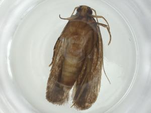  ( - CBG-A34460-A09)  @11 [ ] CreativeCommons - Attribution Share - Alike (2024) Centre for Biodiversity Genomics Centre for Biodiversity Genomics